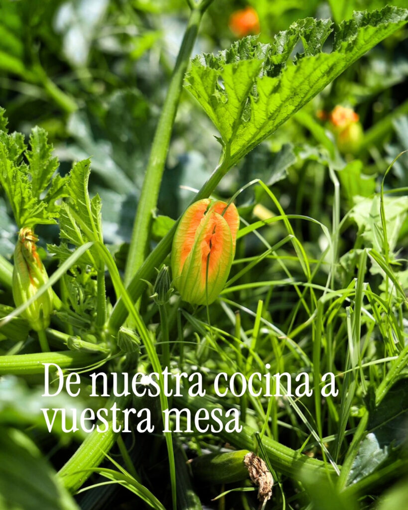 La flor de calabacín: un ingrediente delicado que nos invita a repensar nuestra alimentación