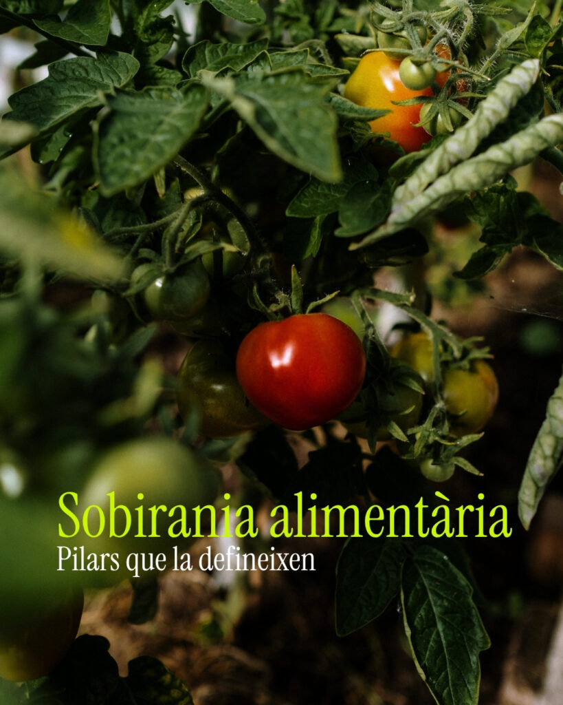 Food Sovereignty: What It Is and the 6 Pillars That Support It